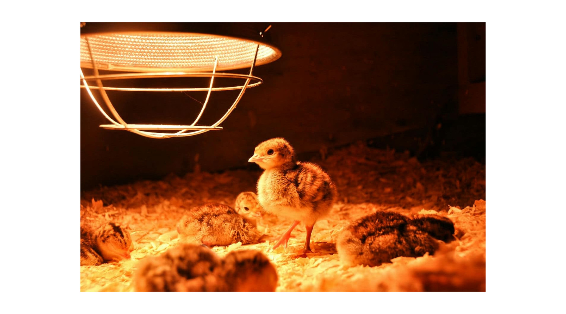 Jak lampa kwoka wpływa na efektywność energetyczną?